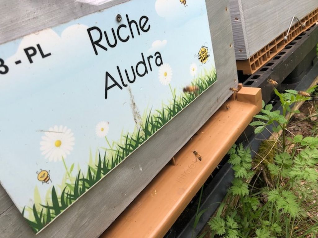 La ruche Aludra