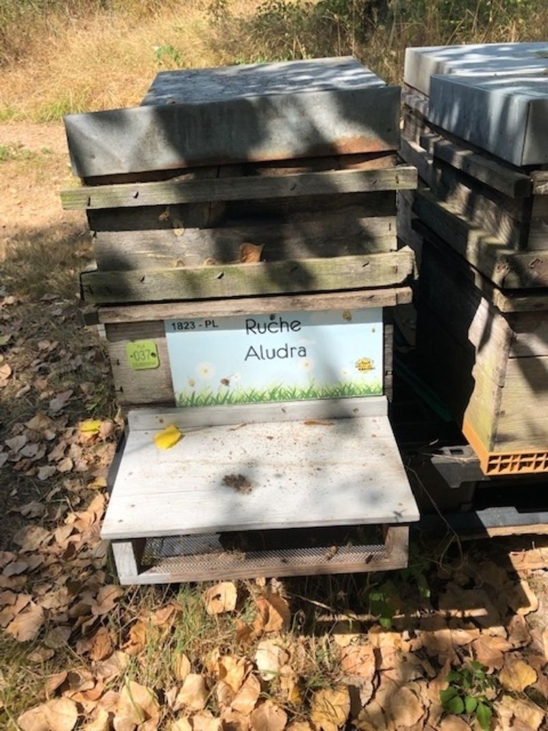 La ruche Aludra