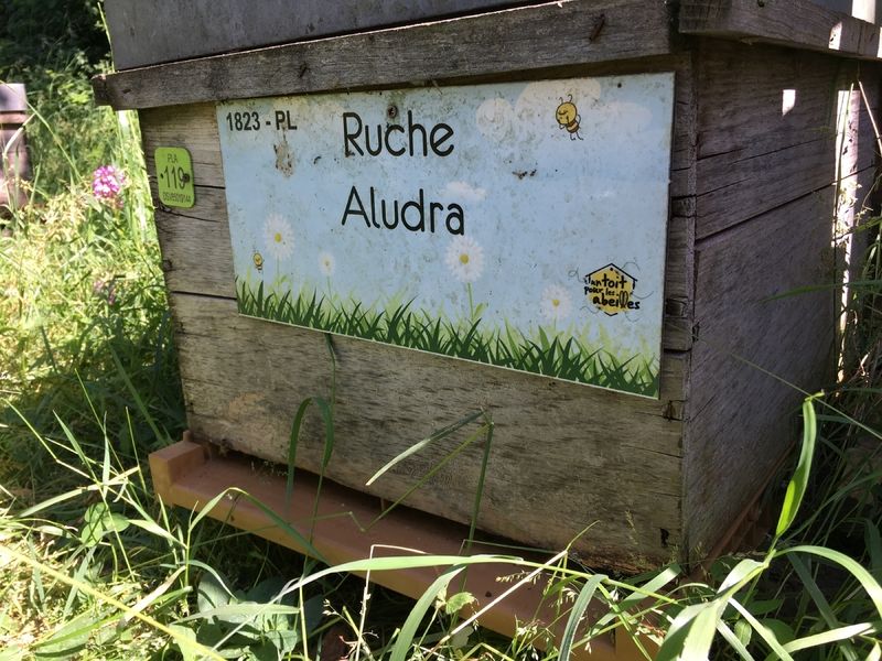 La ruche Aludra