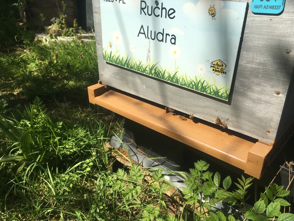 La ruche Aludra