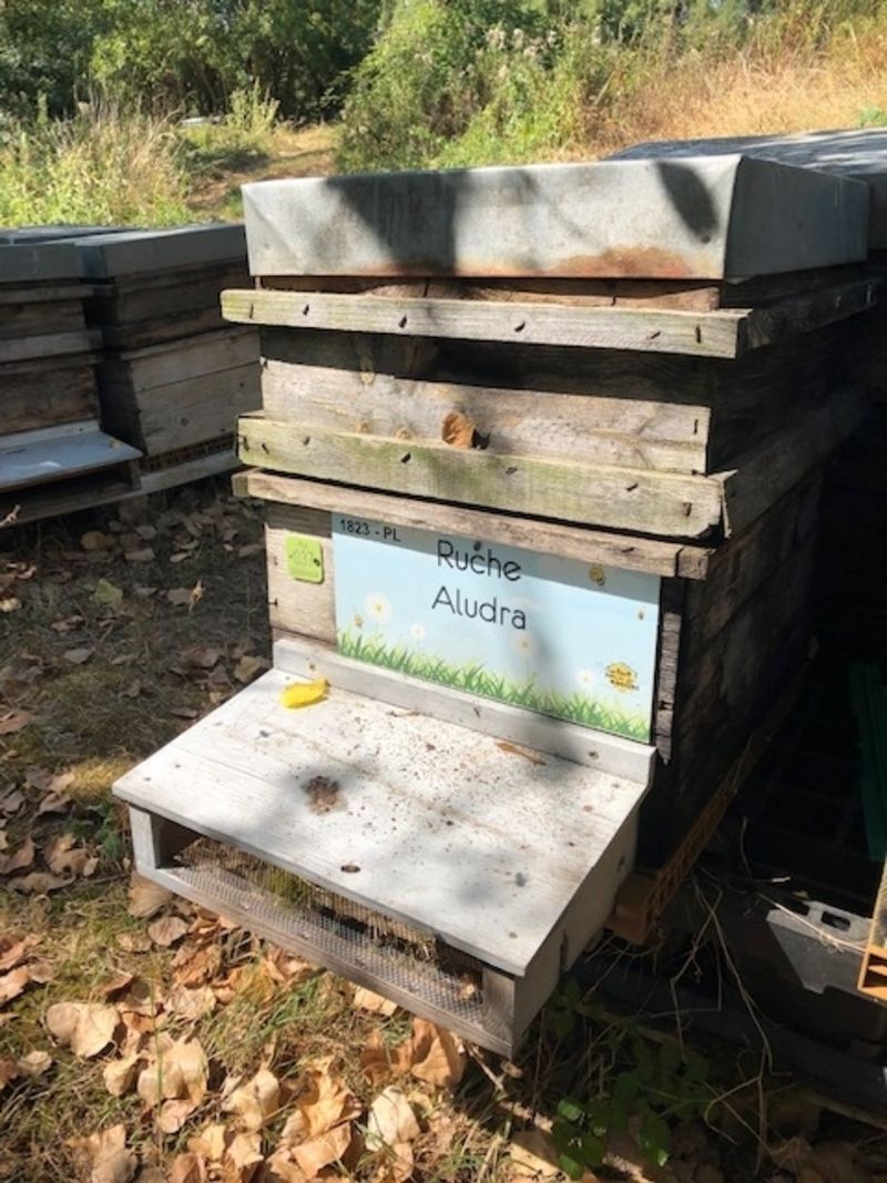 La ruche Aludra