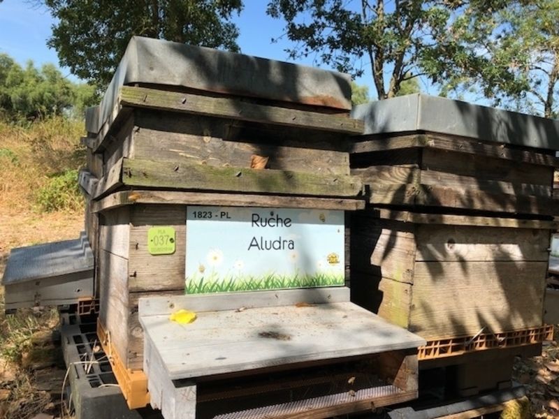La ruche Aludra