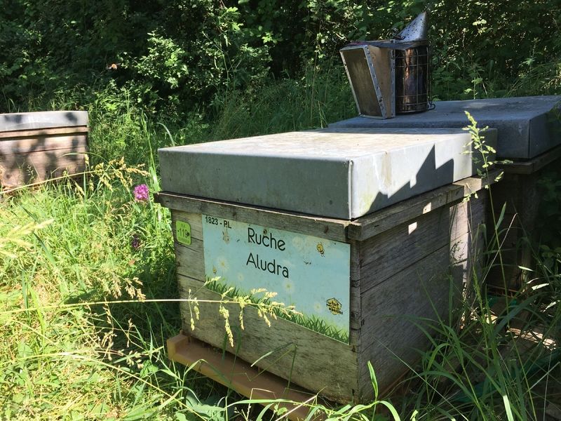 La ruche Aludra