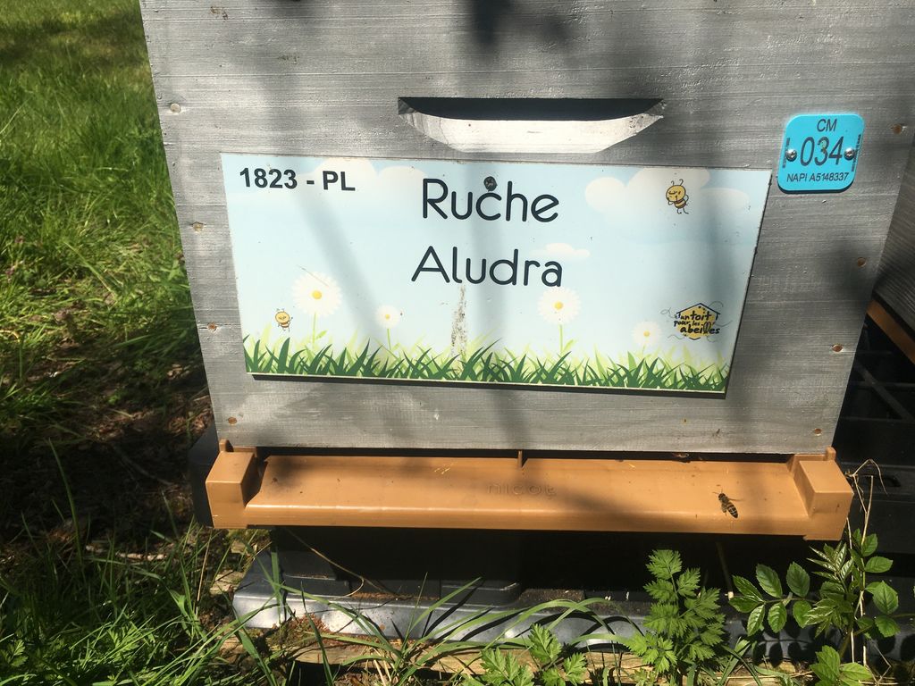 La ruche Aludra