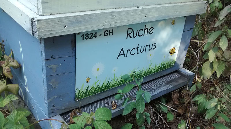 La ruche