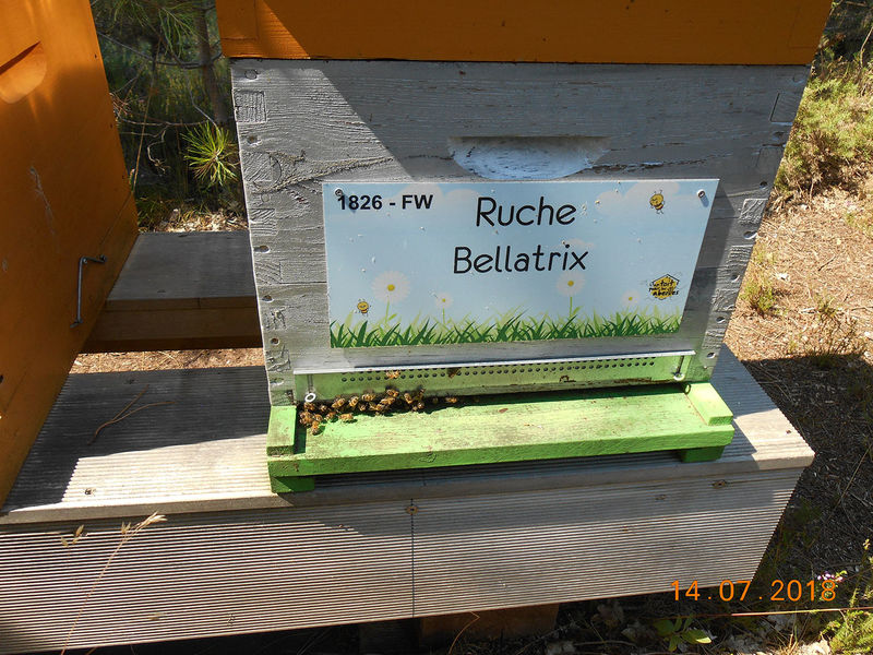 La ruche Bellatrix