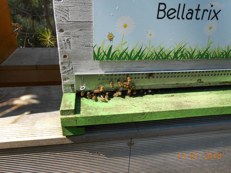 La ruche Bellatrix