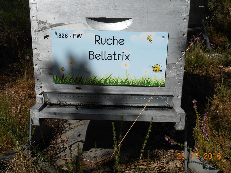La ruche Bellatrix