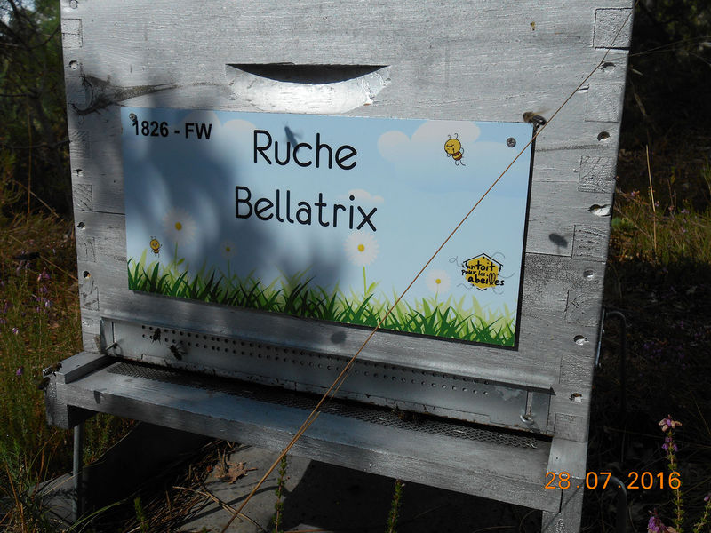 La ruche Bellatrix
