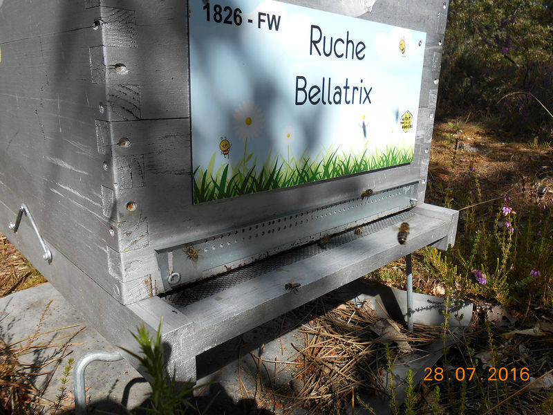 La ruche Bellatrix