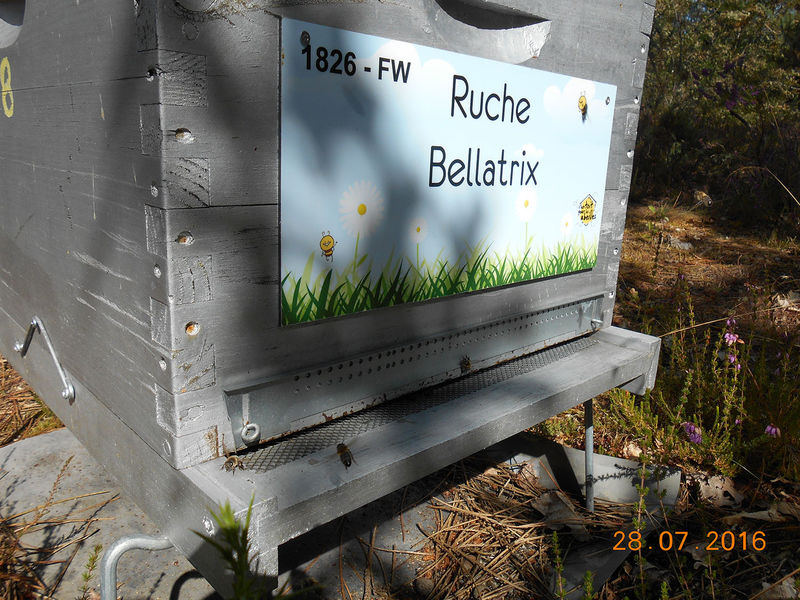 La ruche Bellatrix