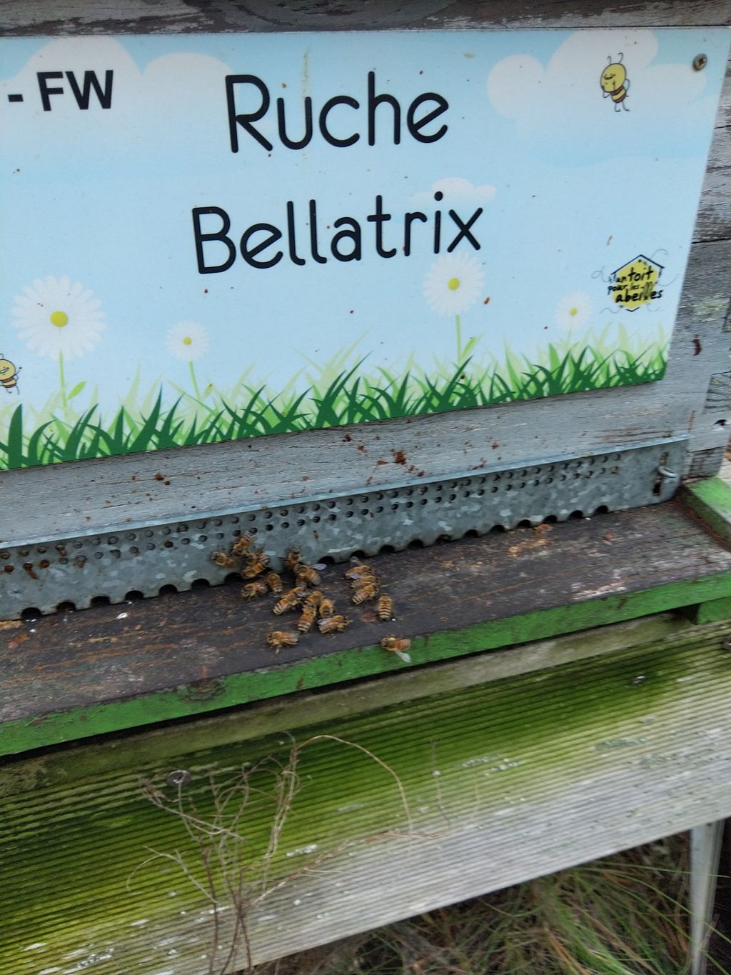 La ruche Bellatrix