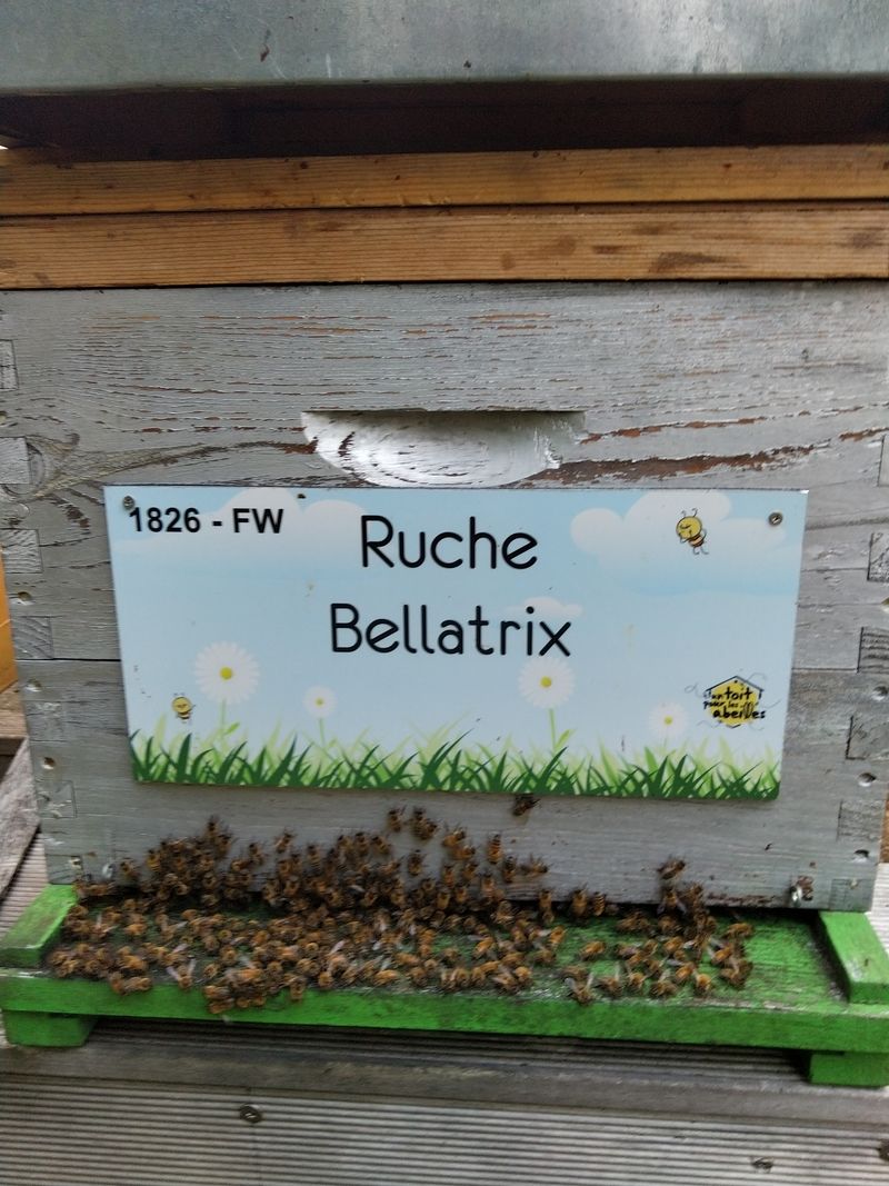 La ruche Bellatrix