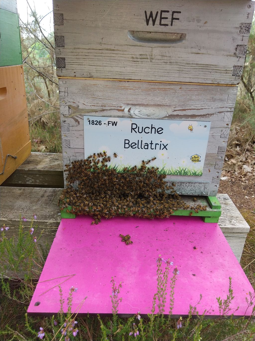 La ruche Bellatrix