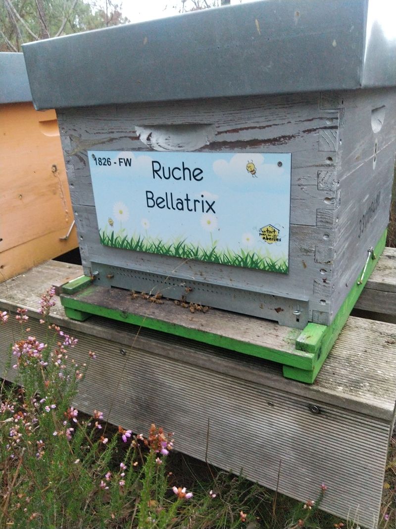 La ruche Bellatrix