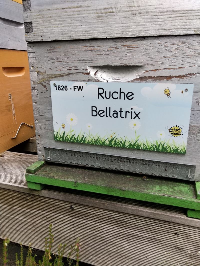 La ruche Bellatrix