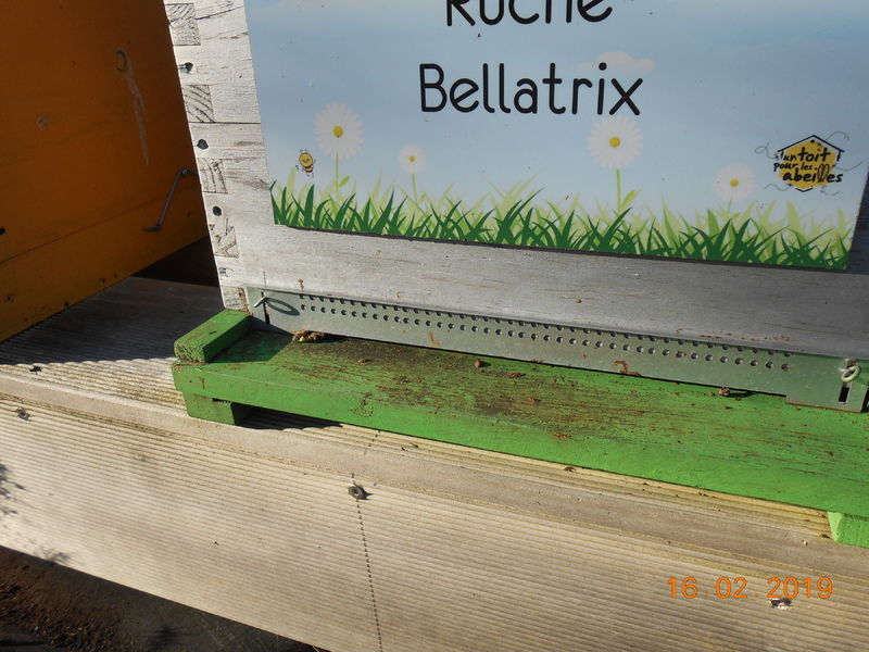 La ruche Bellatrix