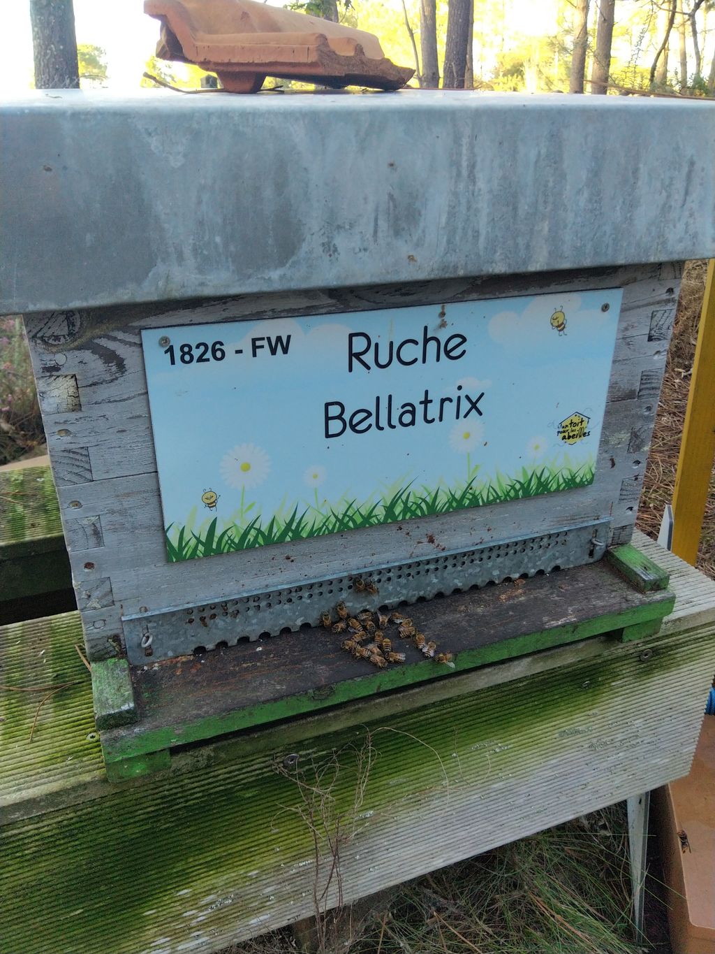 La ruche Bellatrix