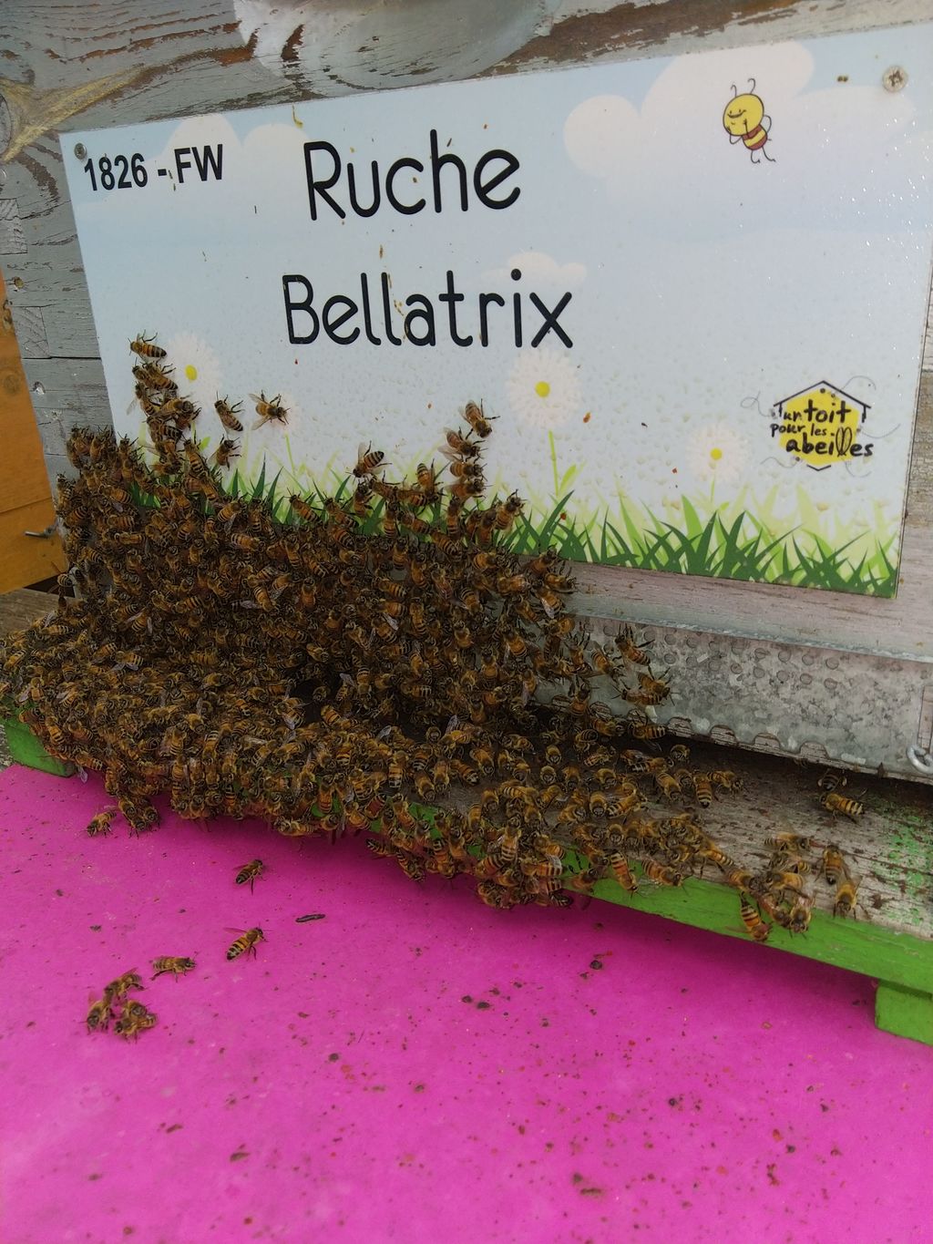 La ruche Bellatrix