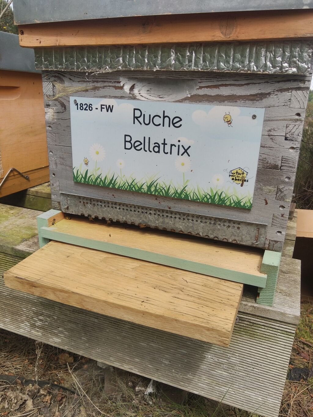 La ruche Bellatrix