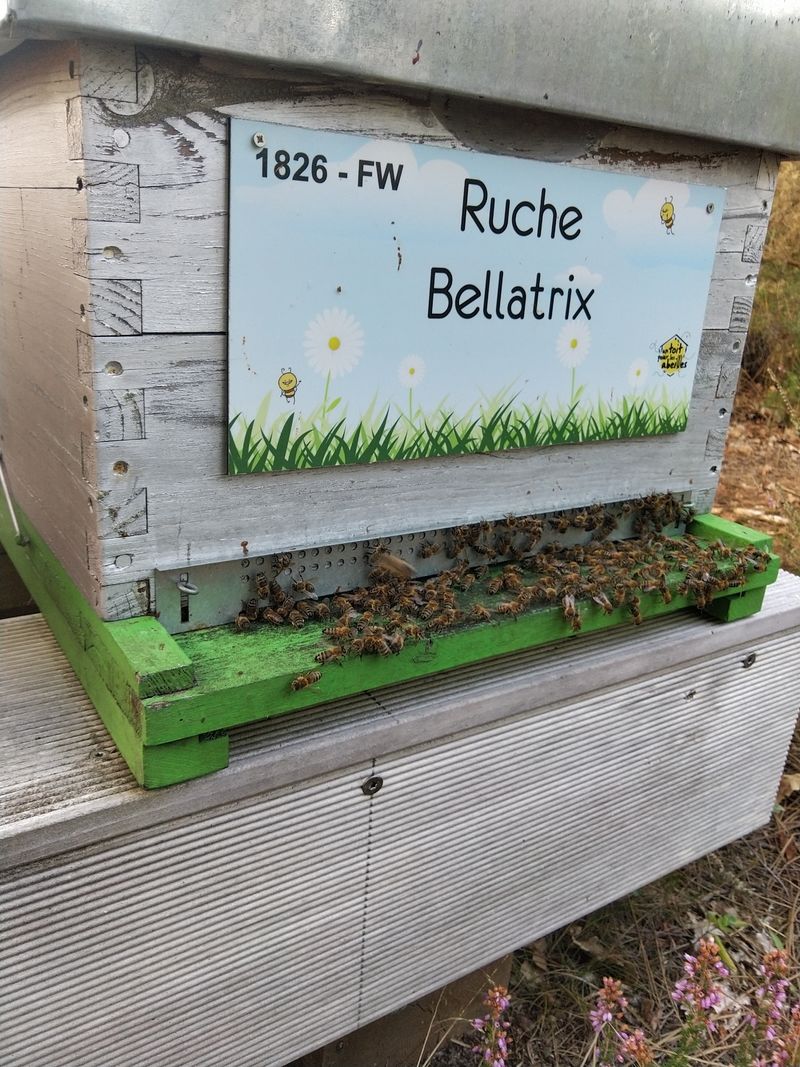 La ruche Bellatrix