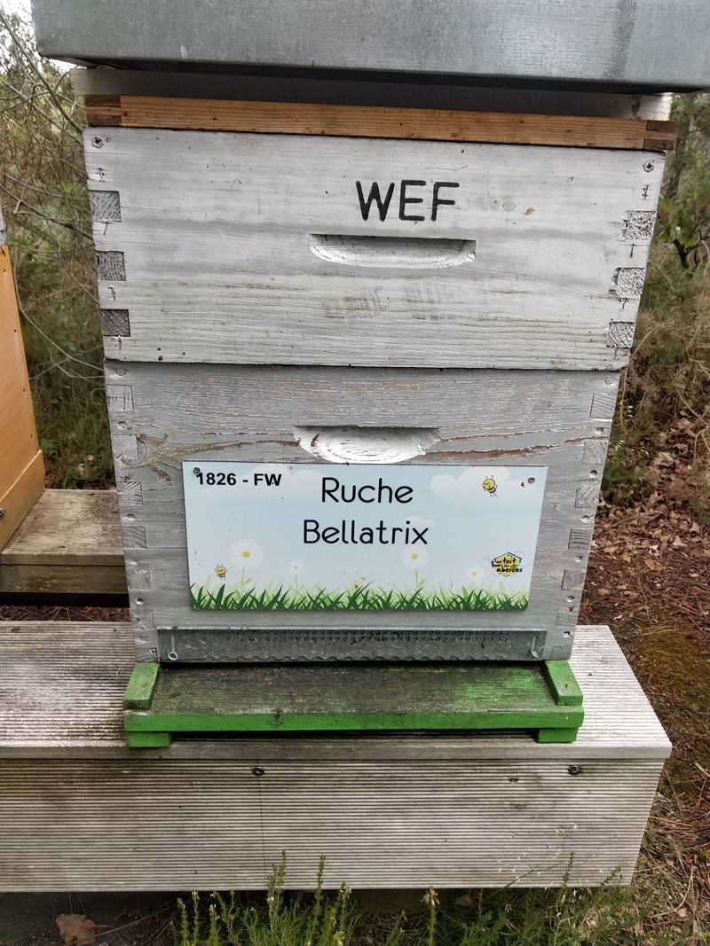 La ruche Bellatrix