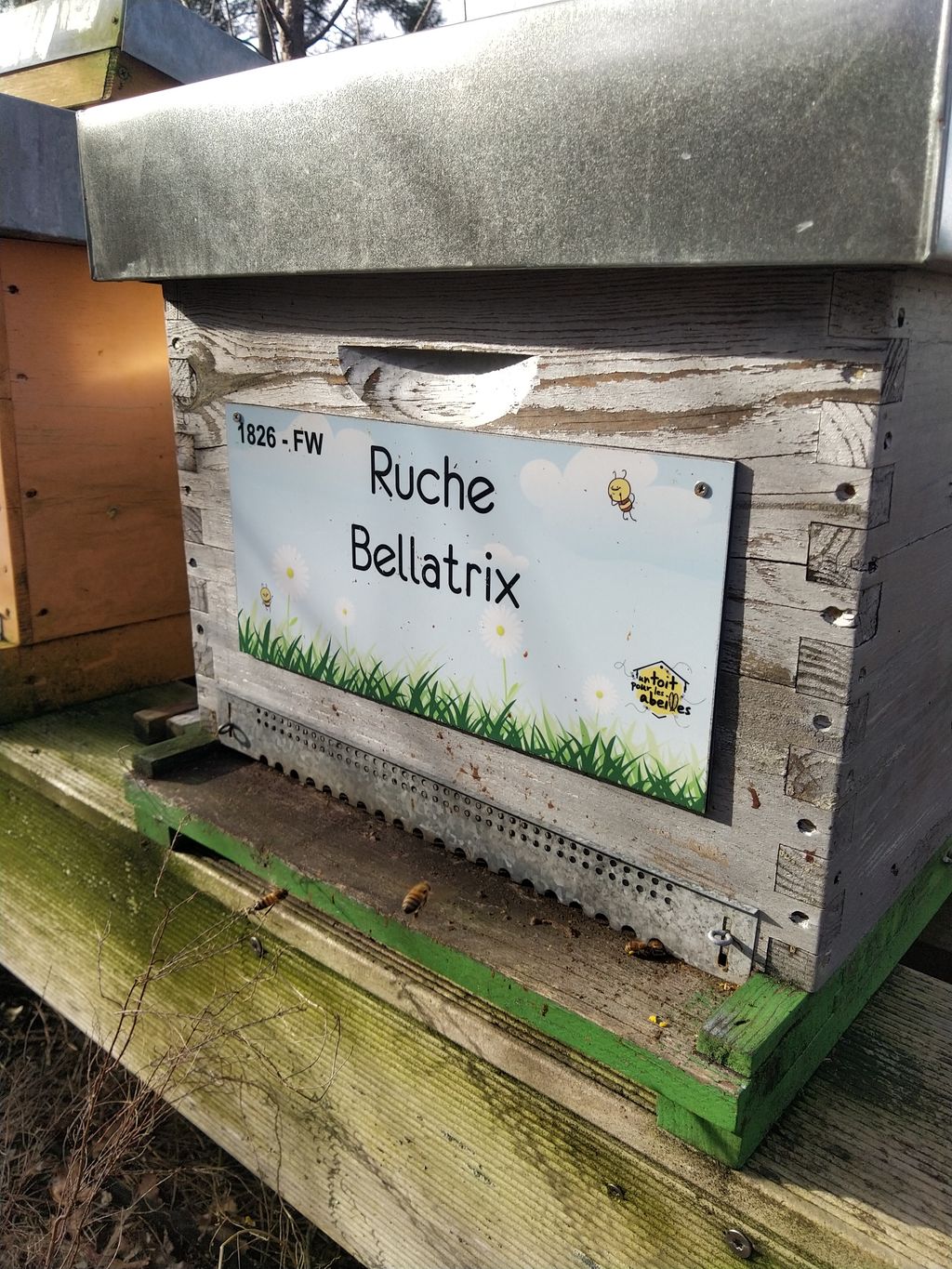 La ruche Bellatrix