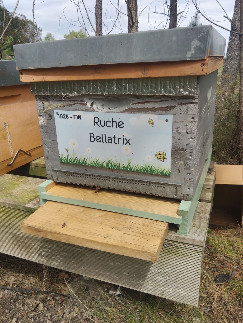 La ruche Bellatrix