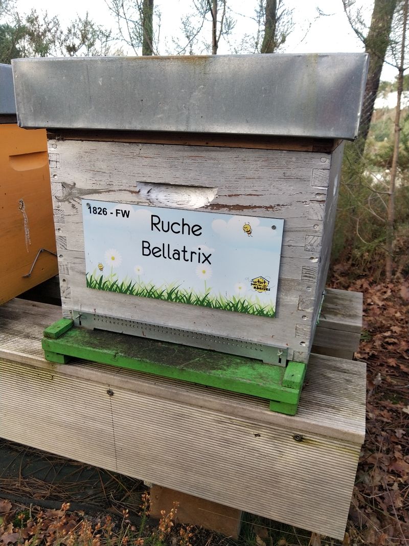 La ruche Bellatrix