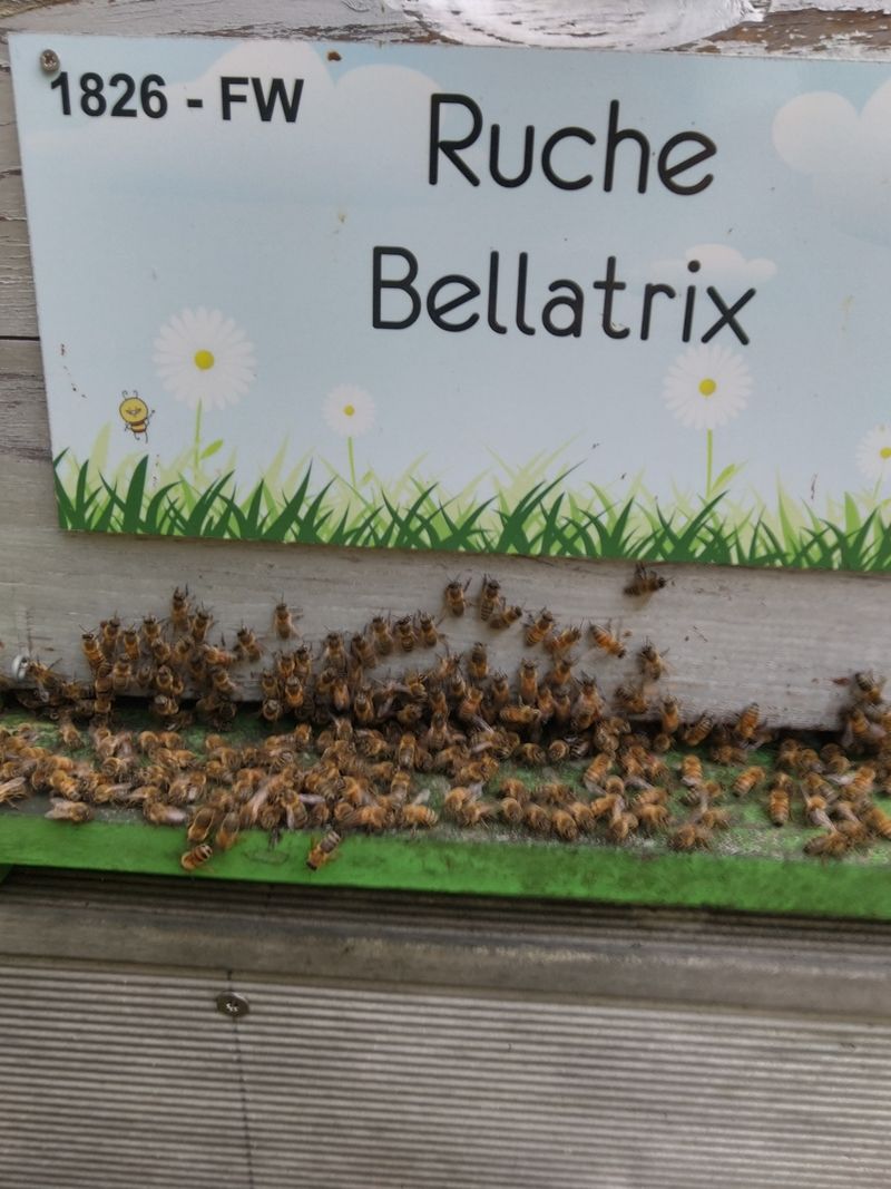 La ruche Bellatrix