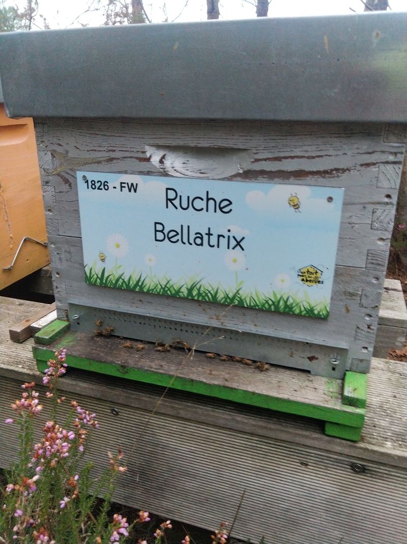 La ruche Bellatrix