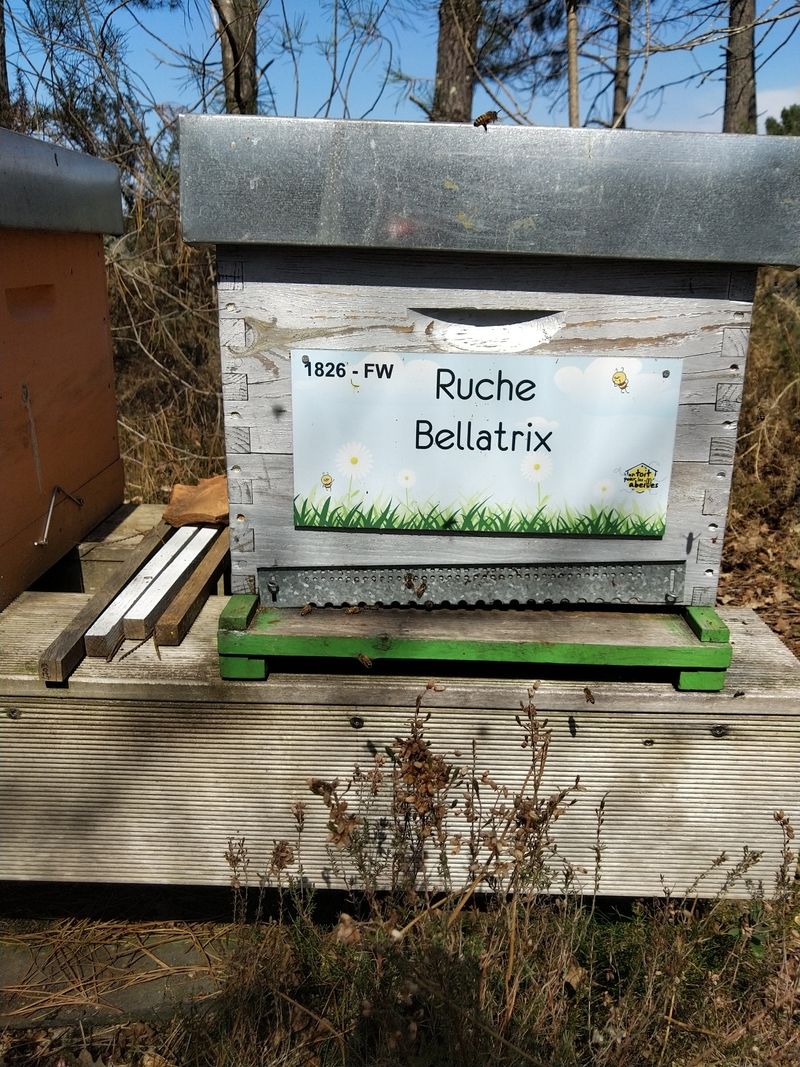 La ruche Bellatrix