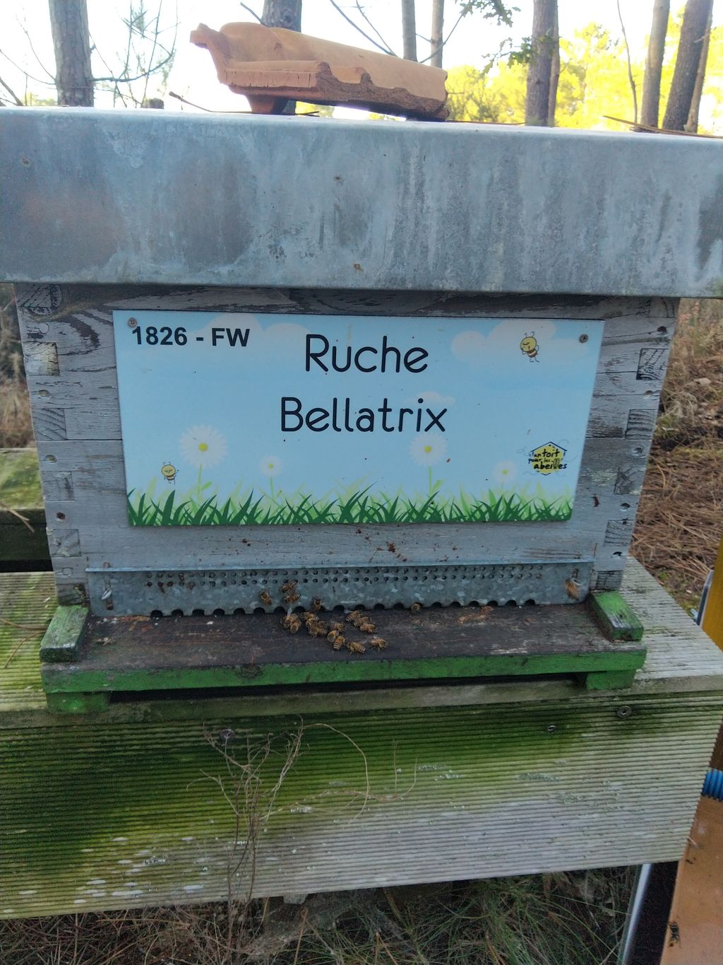 La ruche Bellatrix