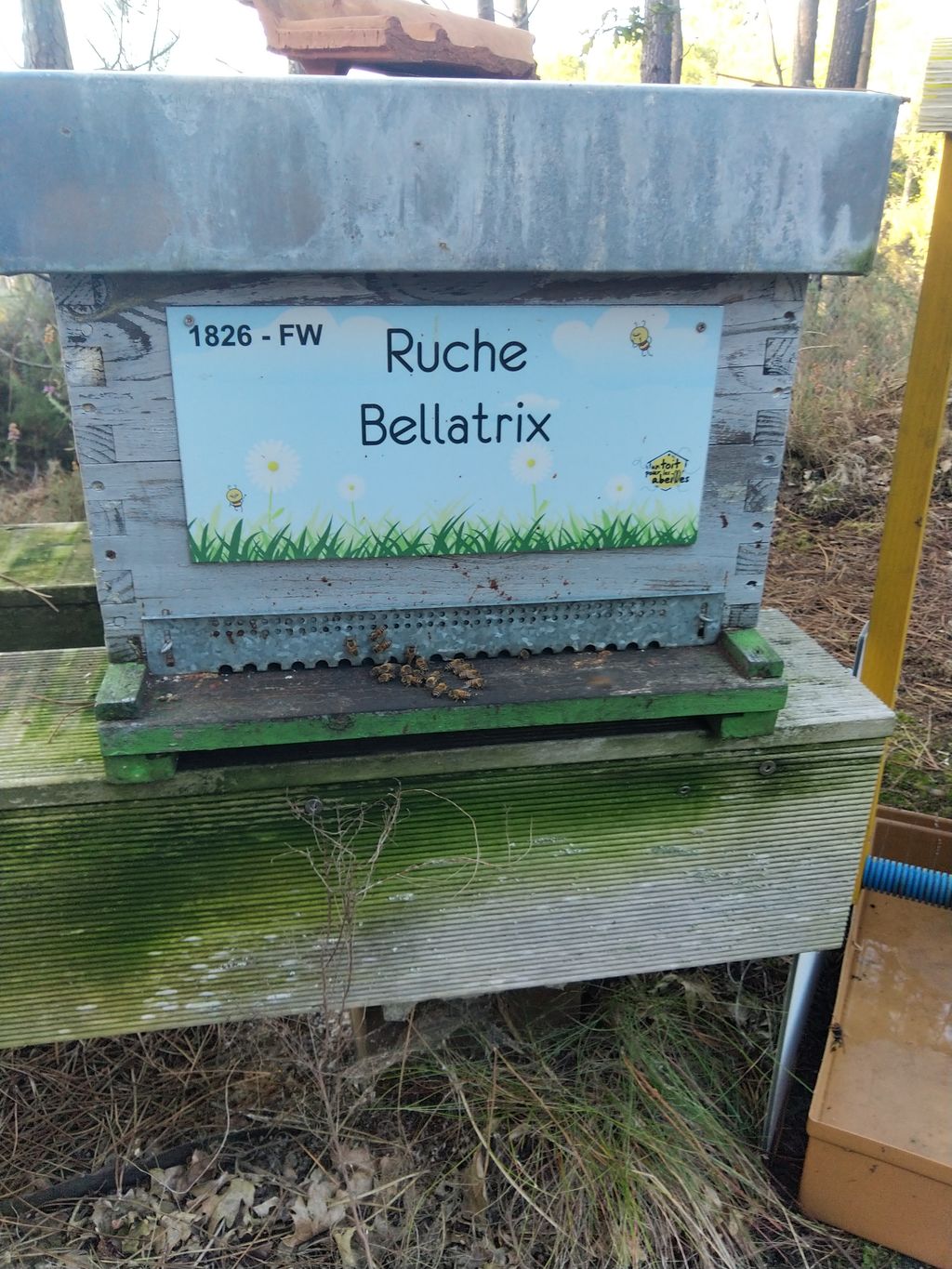 La ruche Bellatrix