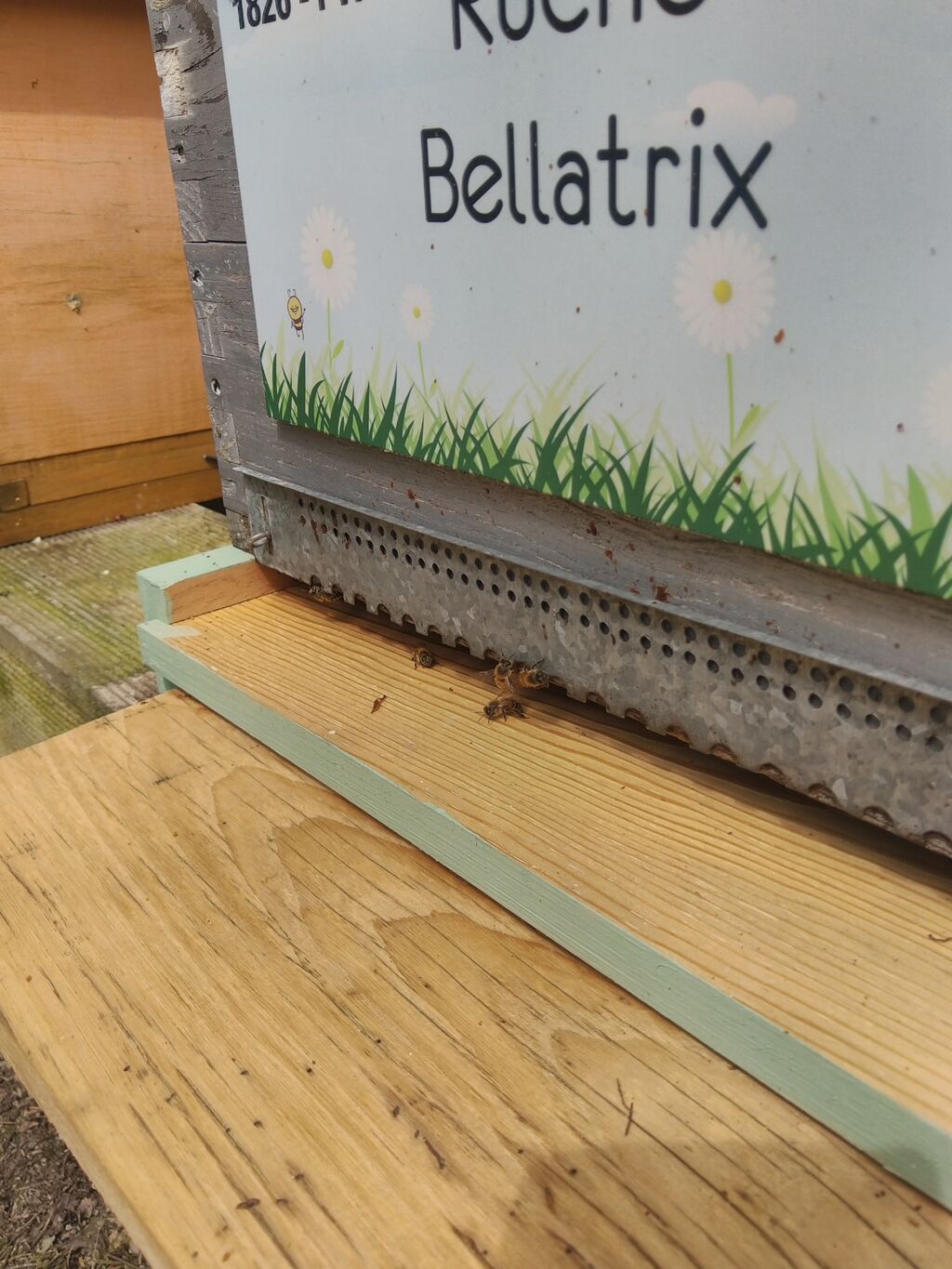 La ruche Bellatrix