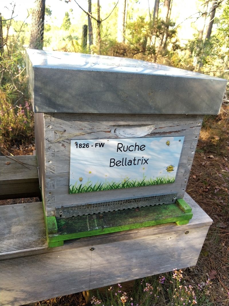 La ruche Bellatrix