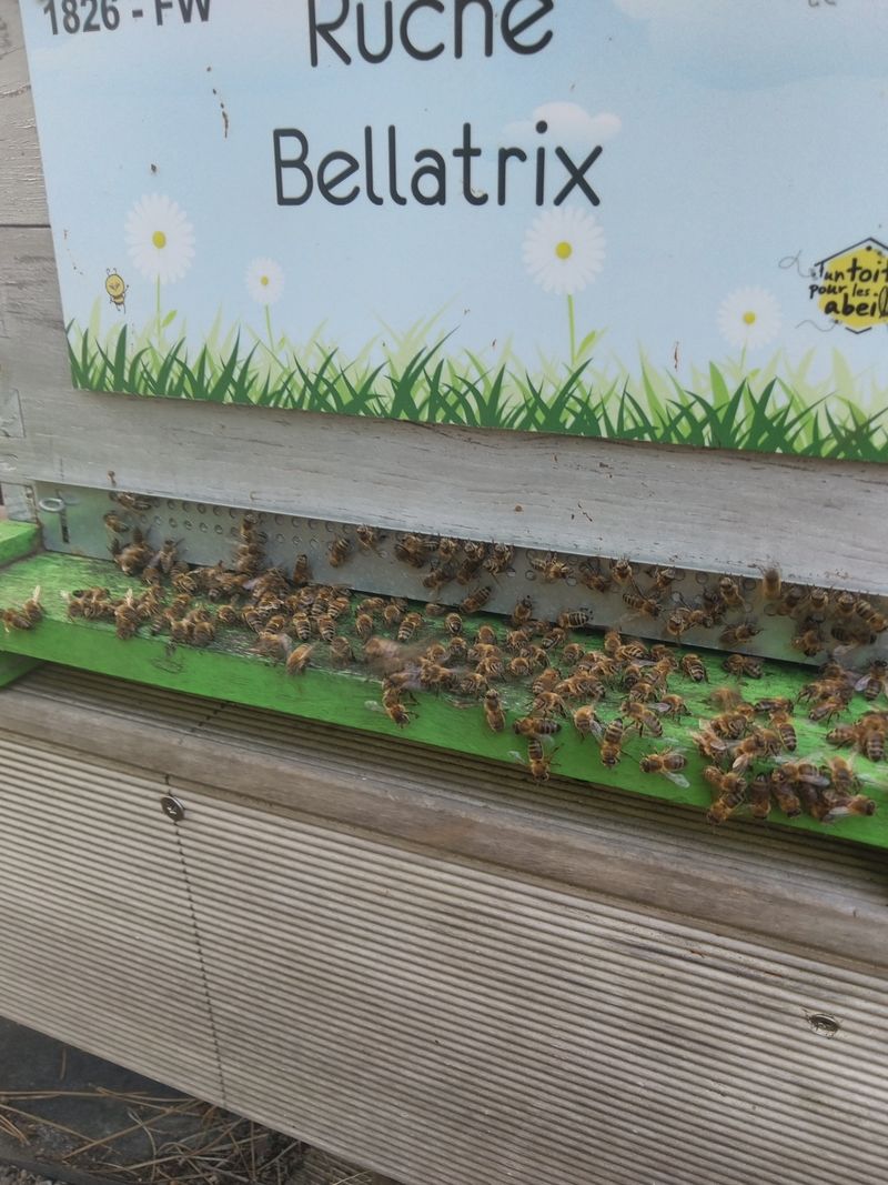 La ruche Bellatrix