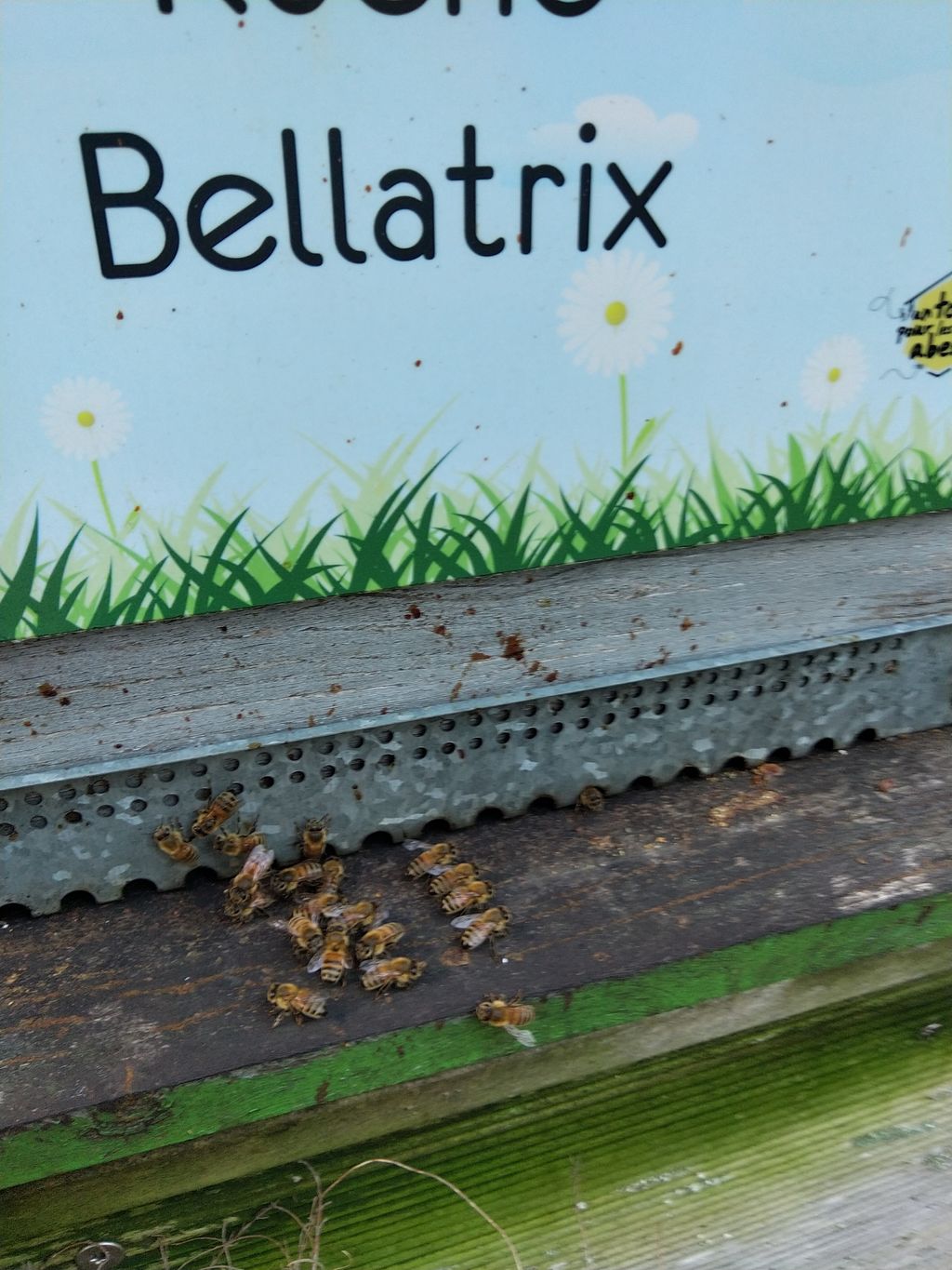 La ruche Bellatrix