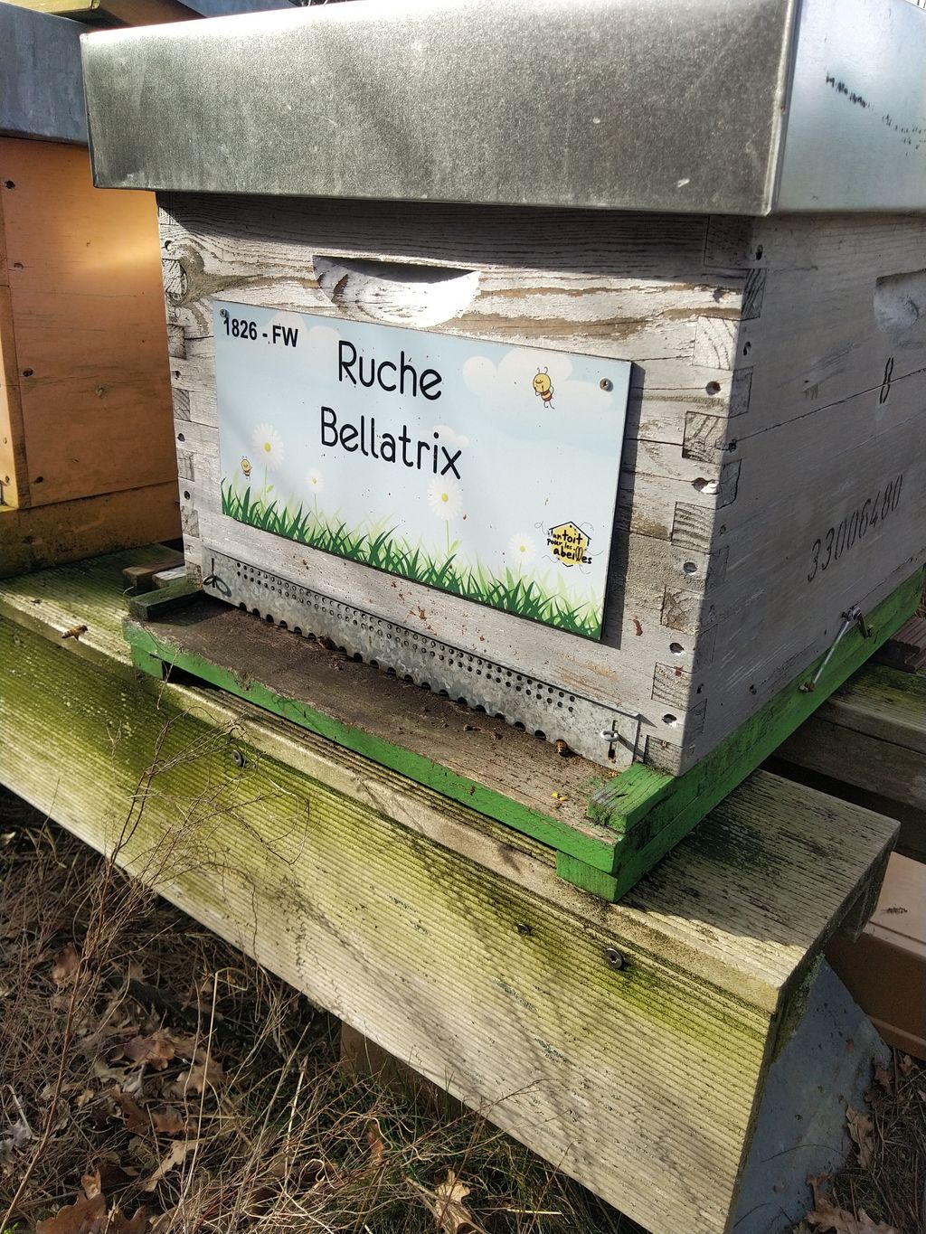 La ruche Bellatrix