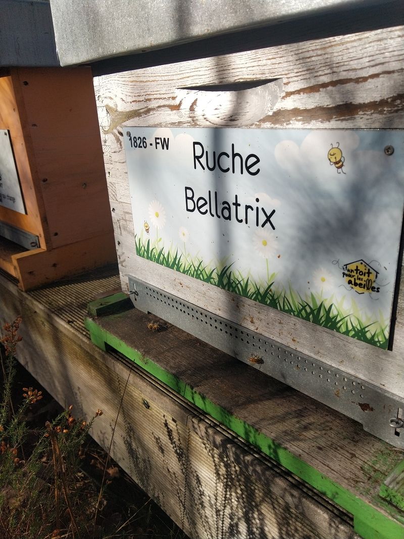 La ruche Bellatrix