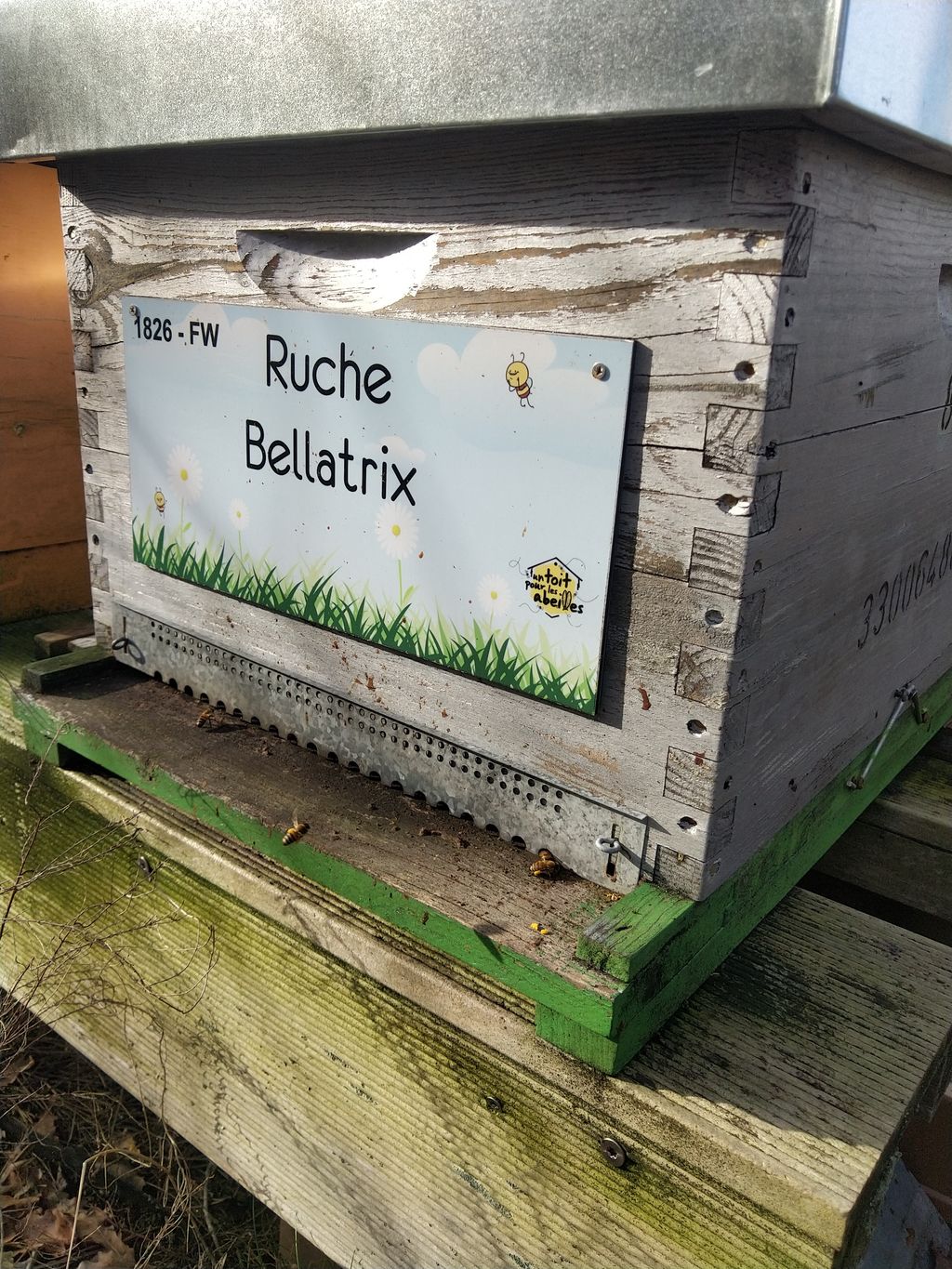 La ruche Bellatrix