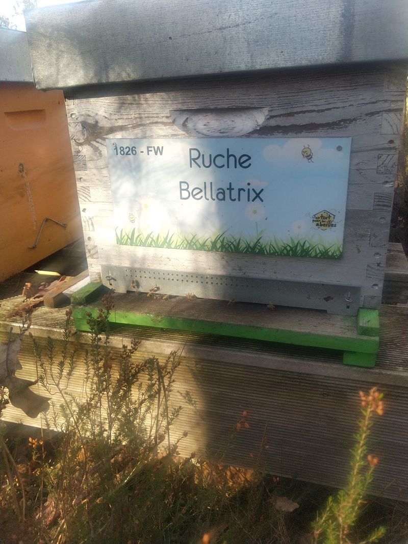 La ruche Bellatrix