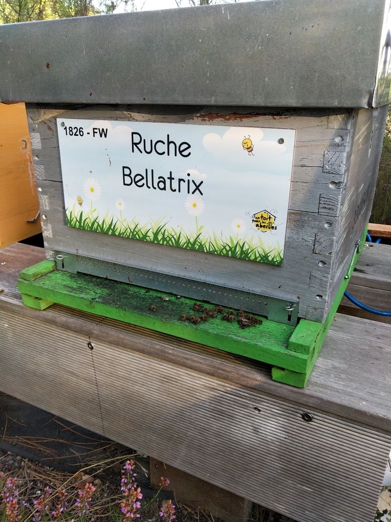 La ruche Bellatrix