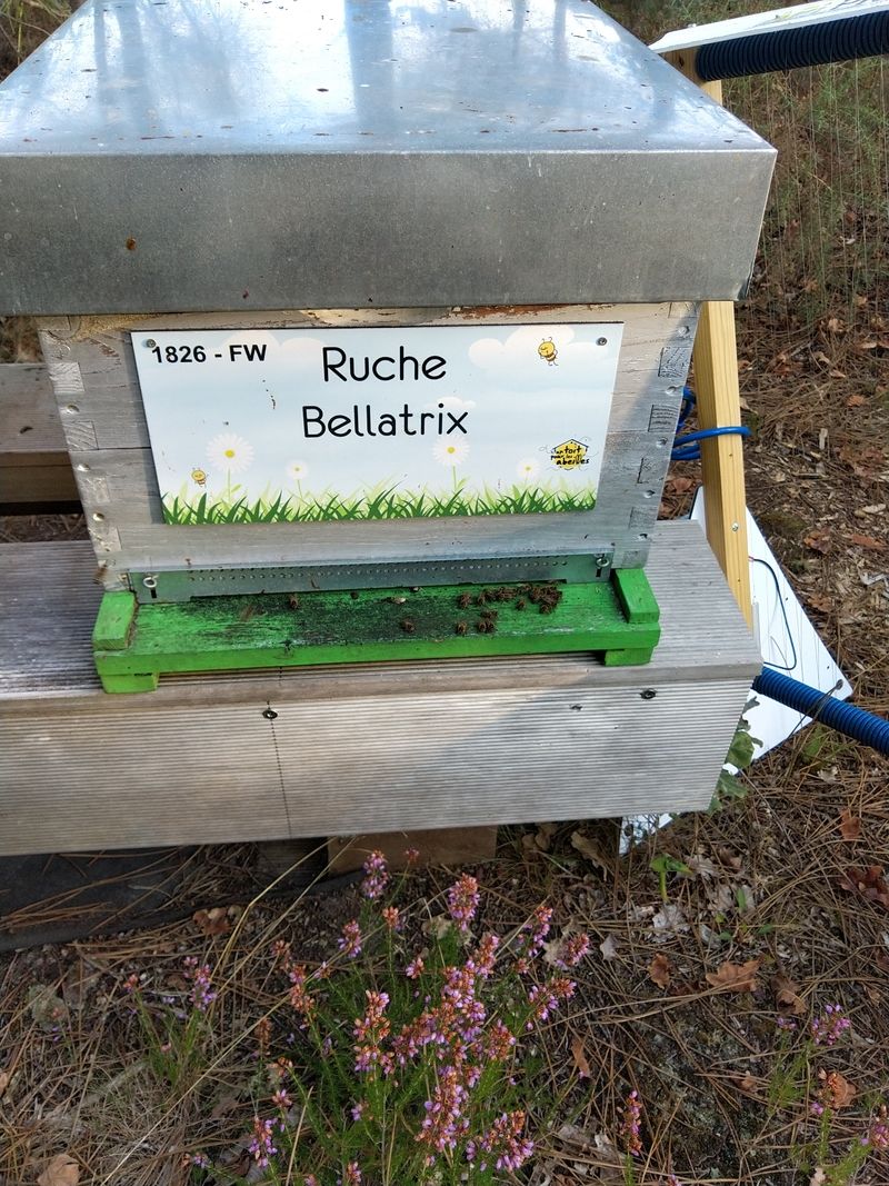 La ruche Bellatrix