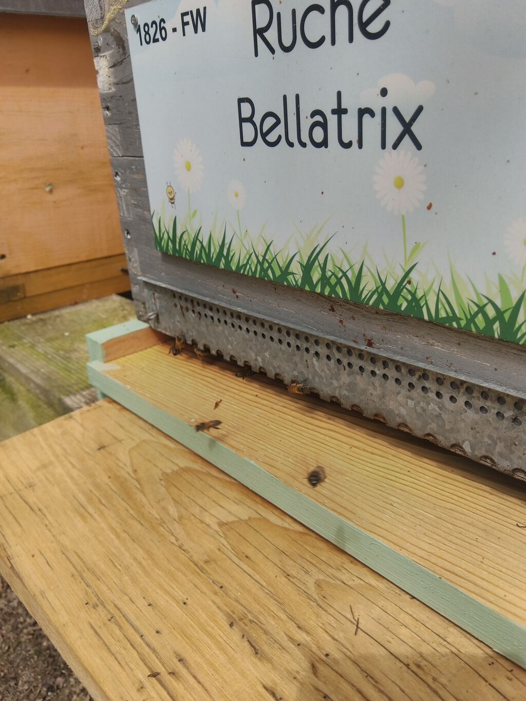 La ruche Bellatrix