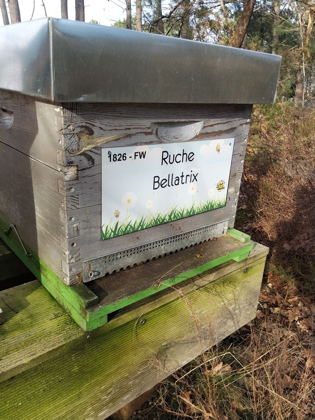 La ruche Bellatrix