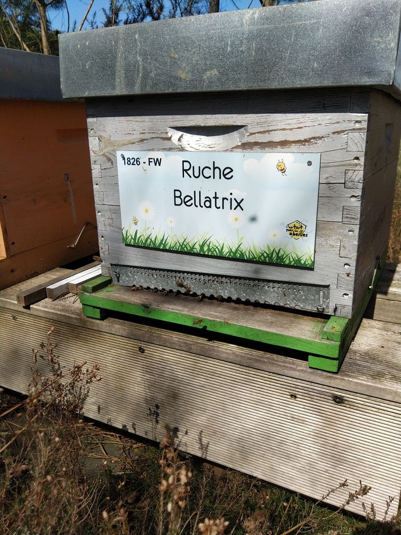 La ruche Bellatrix