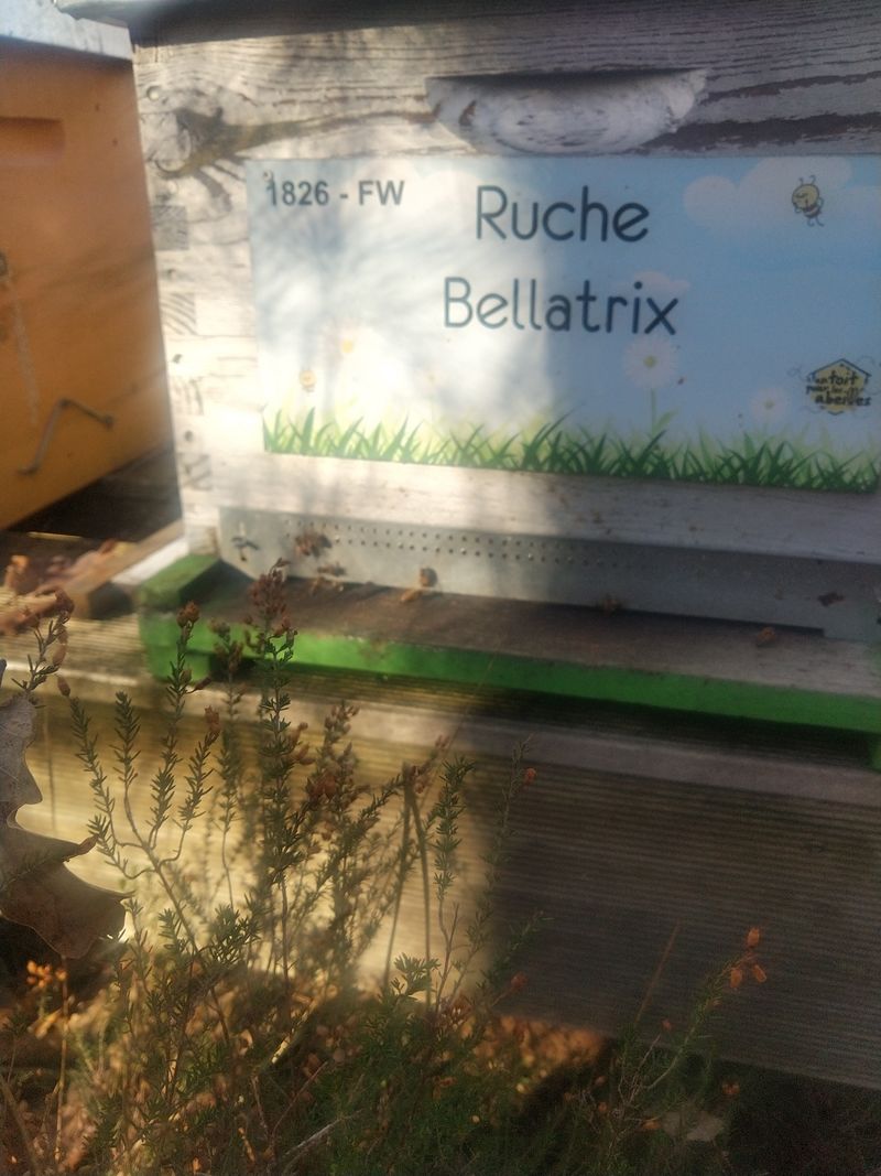 La ruche Bellatrix