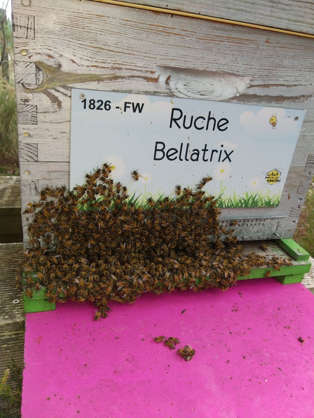 La ruche Bellatrix