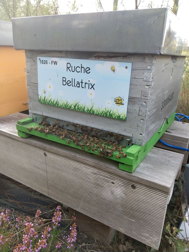 La ruche Bellatrix